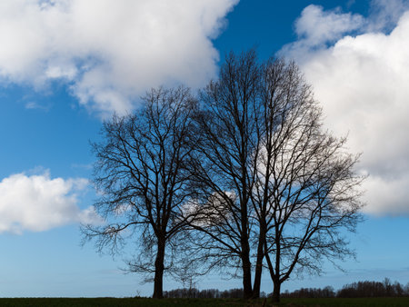 Silhouette of bare trees on a background of blue sky with cloudsの写真素材