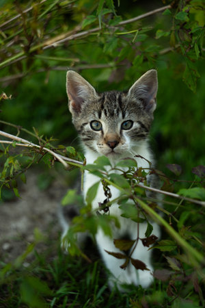 Cute kitten playing in the garden. Selective focus on eyes.の写真素材