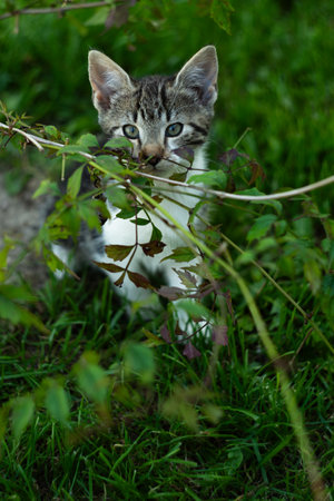 Cute little kitten playing with a tree in the garden. Selective focus.の写真素材