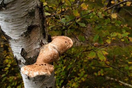 Lingzhi mushroom growing on a birch tree in autumnの写真素材
