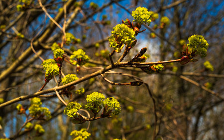 Buds on the branches of a tree in early spring. Springtime.の写真素材