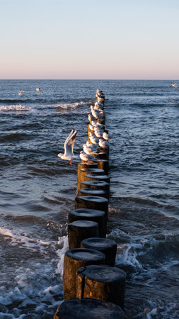 Seagulls on a wooden breakwater in the Baltic Seaの写真素材