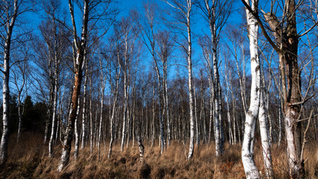 Birch forest in early spring. Landscape with birch trees and blue skyの写真素材