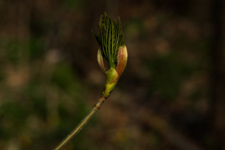 Blossoming bud of a maple tree on a blurred background.の写真素材