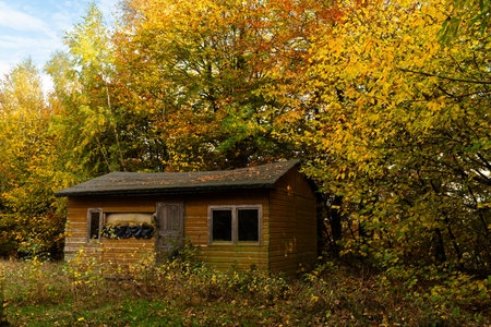Wooden house in the autumn forest with yellow leaves on a sunny dayの写真素材