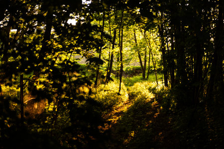 Sunlight in the forest. Sunlight in the forest at sunset.の写真素材