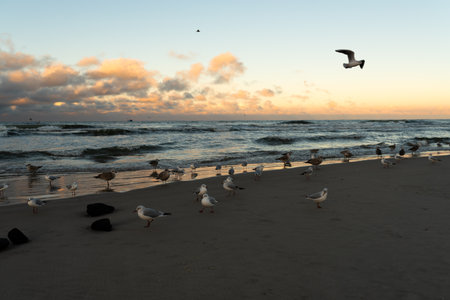 Seagulls on the beach at sunset. Baltic sea.の写真素材