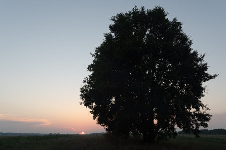 Silhouette of a tree in the field at sunset on a summer eveningの写真素材