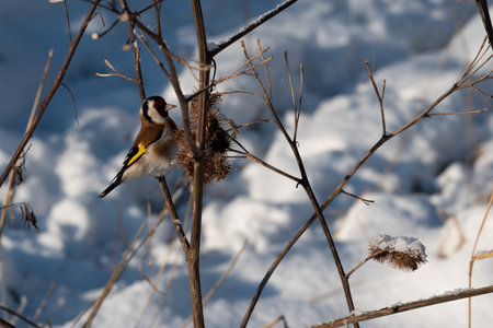 Goldfinch (Carduelis carduelis) in winterの写真素材