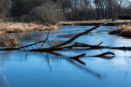 Fallen tree in the river in winter sceneryの写真素材