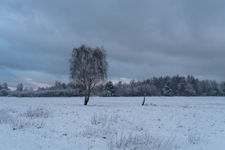 Winter landscape with trees in the field and cloudy sky on background.の写真素材