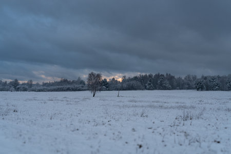 Winter landscape with trees in the field covered with snow and cloudy skyの写真素材
