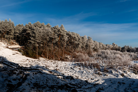 Winter landscape with snow covered pine trees and blue sky in the backgroundの写真素材
