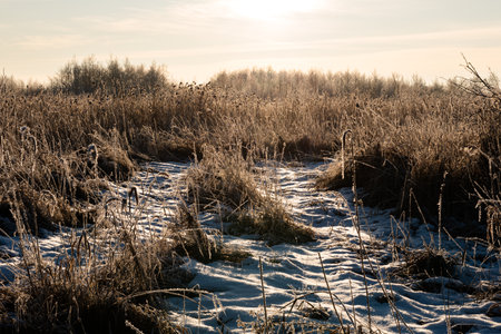 Winter landscape with frozen grass and trees on a sunny frosty dayの写真素材