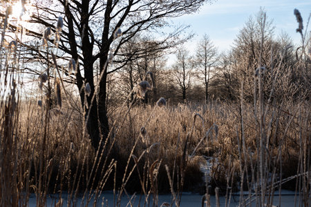 Winter landscape with dry reeds and trees on a frosty dayの写真素材