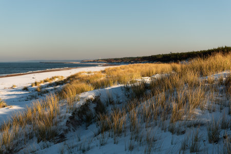 Winter landscape with dunes and grass on the Baltic Sea coast.の写真素材