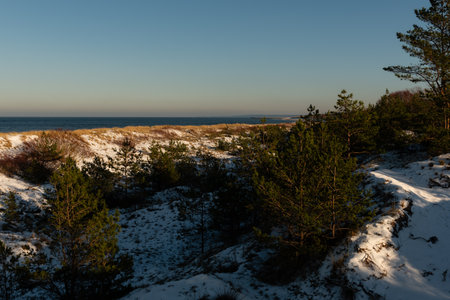 Beautiful winter landscape with snow covered trees on the shore of the Baltic Seaの写真素材