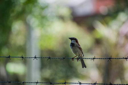 Bird in a wiring looking awayの写真素材