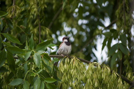 Bird in a treeの写真素材