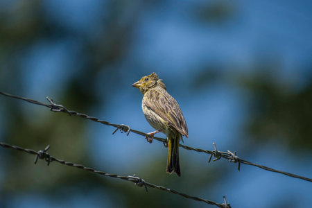 Up-close Beautiful Yellow Bird in a Wiringの写真素材