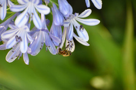 Wallpaper Bee in a purple flower 1の写真素材