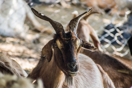 Wallpaper Up-close goat HDR image.の写真素材