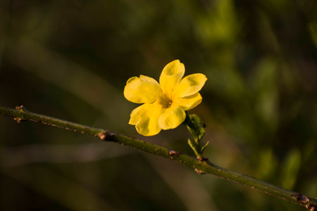 Beautiful yellow flower looking at the sunの写真素材