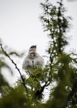 Wallpaper Bird in a tree, up-close white skyの写真素材