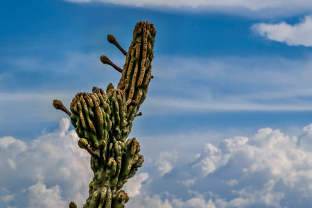 Cactus Wallpaper with a beautiful sky backgroundの写真素材