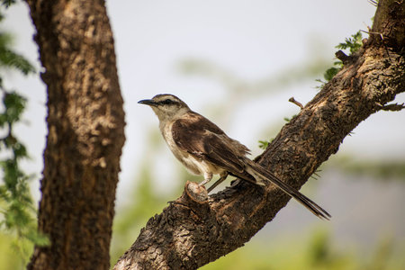 Wallpaper Bird in a tree, up-closeの写真素材