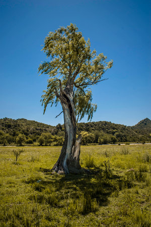 Beautiful old tree with mountain backgroundの写真素材