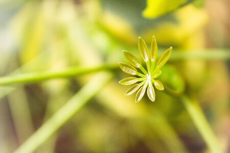 Green leaf flower in the forest with sunlightの写真素材