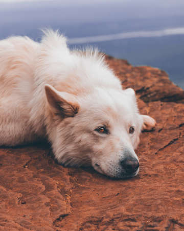 Dog resting in the mountains