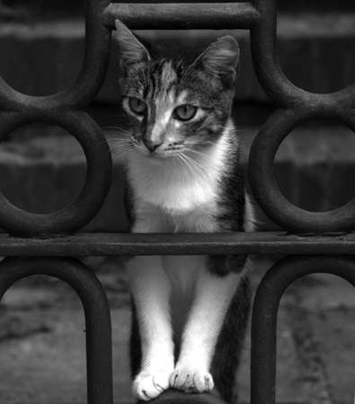 Kitty In The Middleの写真素材