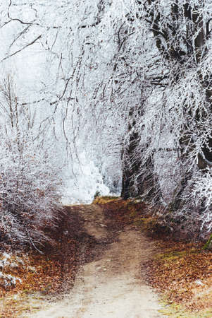 Winter road among the trees, Beskids, Poland