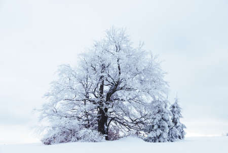 Lonely snow-covered tree, Beskids, Poland