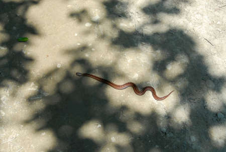 Zigzag viper on a dirt road, Bieszczady Mountains, Polandの写真素材