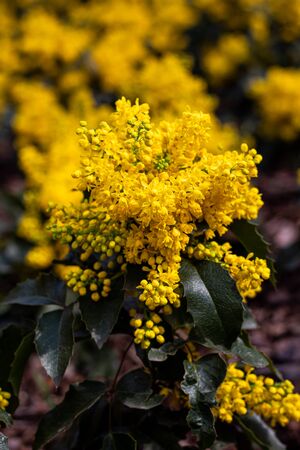 Yellow Flower Parkの写真素材