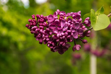Beautiful violet lilac acid.の写真素材