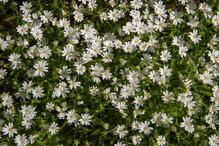 Small, white, wild flowers in the meadowの写真素材