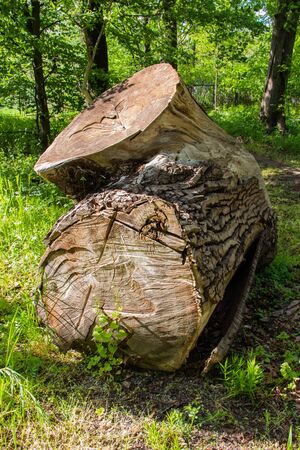 Old tree bough in a botanical parkの写真素材