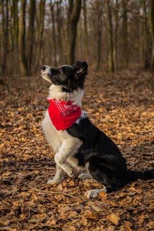 A border collie puppy walking and playing in the parkの写真素材