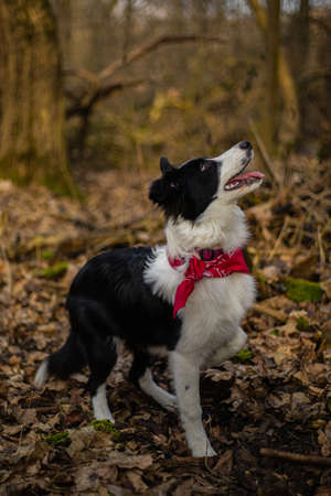 A border collie puppy walking and playing in the parkの写真素材