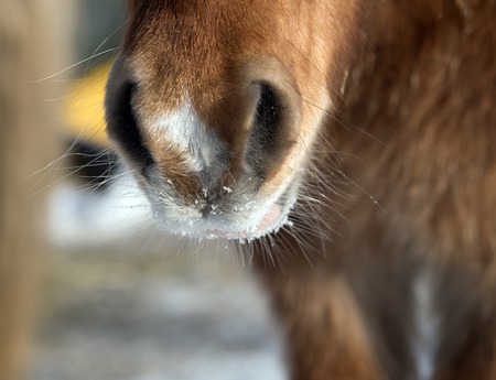 Horse snoutの写真素材