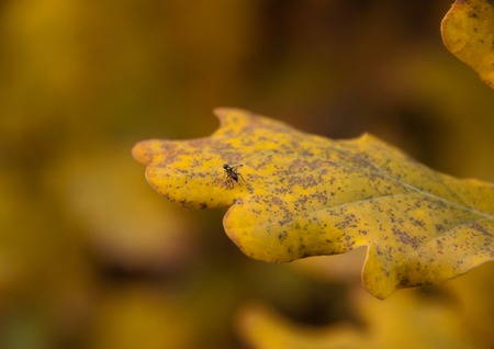 Fly on a yellow leaf in the autumn