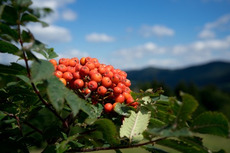 Rowan berryの写真素材