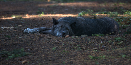 Timber wolf (Canis lupus) in autumnの写真素材