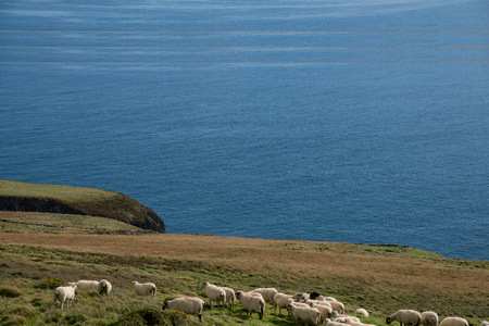 Sheeps on meadow with cloudy blue sky in irelandの写真素材