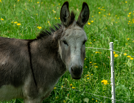 Donkey restingin the green meadowの写真素材