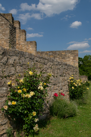 A rose bush at bricked wallの写真素材
